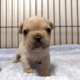 フレンチブルドッグ