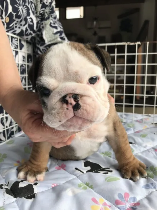 ID:2007-01153の子犬