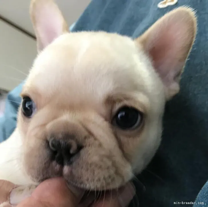 ID:2206-03680の子犬