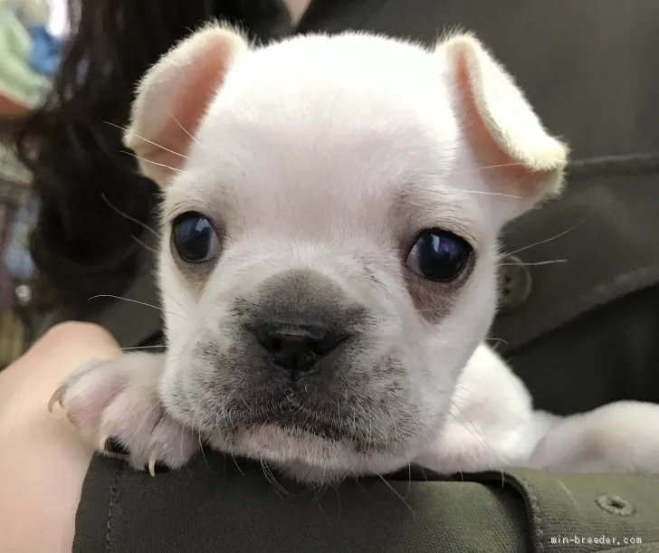 ID：2105-00141の子犬