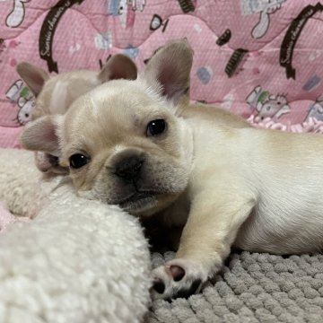 フレンチブルドッグ【宮城県・男の子・2024年1月8日・クリーム】の写真「マイペースでおっとりさん」