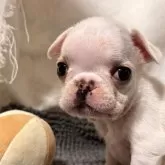 フレンチブルドッグ【宮城県・男の子・2024年9月18日・クリーム】の写真1「離乳食を兄弟で競って食べています。よく食べ、よく眠り元気いっぱい育っています」