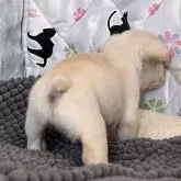 フレンチブルドッグ【宮城県・男の子・2024年9月18日・クリーム】の写真3「後ろ姿も可愛い」