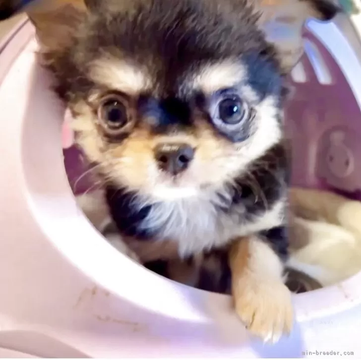 M 様のお迎えした子犬