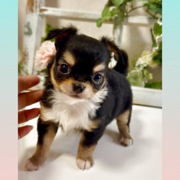 チワワ(ロング)【大阪府・男の子・2025年4月5日・ブラックタン&ホワイト】の写真「🌸可愛いチワワちゃん女の子です💓」