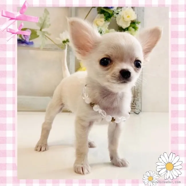 ID：2203-01389の子犬