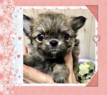 チワワ(ロング)【大阪府・女の子・2019年11月24日・フォーン】の写真「❤️温厚で小ぶり可愛いお嬢様💕」