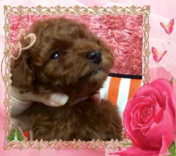 トイプードル(タイニー)【大阪府・女の子・2019年11月3日・レッド】の写真「人懐っこいプードルちゃん💕」