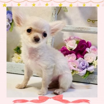 チワワ(ロング)【大阪府・女の子・2022年2月6日・クリーム】の写真「🌸  可愛いチワワちゃん💕」