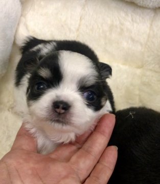 チワワ(ロング)【大阪府・女の子・2020年5月2日・ブラック&ホワイト】の写真「🌸  丸々、コロコロ、可愛いチワワ姫💕」