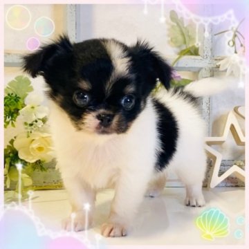 チワワ(ロング)【大阪府・男の子・2021年7月16日・トライ】の写真「🌸  可愛いチワワちゃん💕PayPay可」