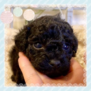 トイプードル(トイ)【大阪府・男の子・2024年2月8日・ブラック】の写真「🌸可愛いブラックプードルちゃん❤️」