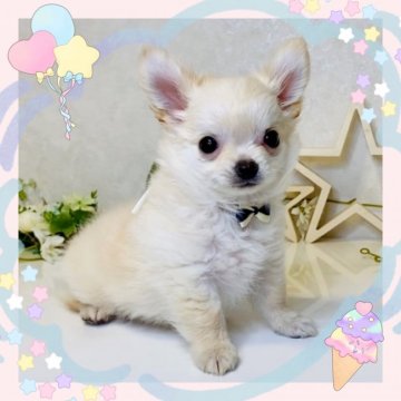 チワワ(ロング)【大阪府・男の子・2021年6月26日・クリーム&ホワイト】の写真「🌸可愛いチワワちゃん💕PayPay決済可」