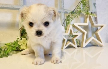 チワワ(ロング)【大阪府・女の子・2021年3月4日・ホワイト&クリーム】の写真「🌸  性格温厚な可愛いチワワちゃん💕」