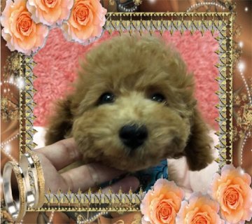 トイプードル(タイニー)【大阪府・男の子・2019年7月25日・アプリコット】の写真「人懐っこいプードルちゃん💕」