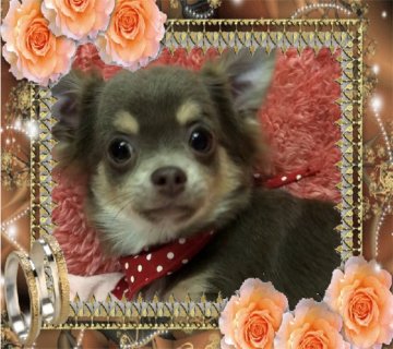 チワワ(ロング)【大阪府・男の子・2019年6月11日・イザベラ&クリーム】の写真「🌸レアカラー❗️超可愛いチワワちゃん💕」