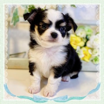 チワワ(ロング)【大阪府・男の子・2023年6月26日・ホワイト&ブラックタン】の写真「🌸可愛いチワワちゃん😊カード分割、ローン可」