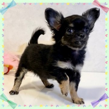 チワワ(ロング)【大阪府・女の子・2021年10月21日・ブラックタン】の写真「🌸  可愛いチワワちゃん💕」