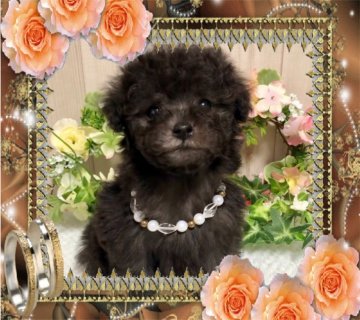 トイプードル(ティーカップ)【大阪府・女の子・2019年11月12日・シルバー】の写真「人懐っこい抱っこ大好きプードルちゃん💕」