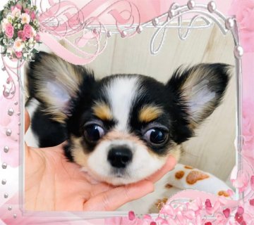 チワワ(ロング)【大阪府・女の子・2020年1月27日・ホワイト&クリーム&ブラック(トライ)】の写真「✈️ご遠方は新幹線、飛行機にてお届け(1.5万円〜」