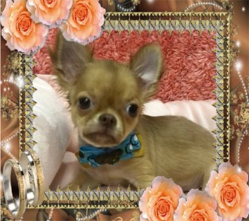 チワワ(ロング)【大阪府・男の子・2019年6月19日・チョコレートフォーン】の写真「❤️小ぶりです💕癒し系温厚なチワワちゃん❤️」