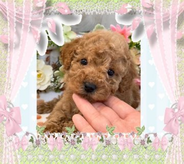 トイプードル(タイニー)【大阪府・女の子・2020年3月1日・アプリコット】の写真「大人しく人懐っこいプードルちゃん💕」