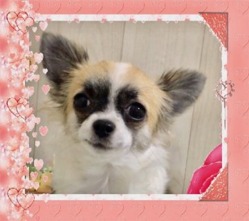 チワワ(ロング)【大阪府・女の子・2019年6月2日・ホワイト&フォーン】の写真「❤️小ぶり！温厚な子犬です❤️今月で終了予定！」