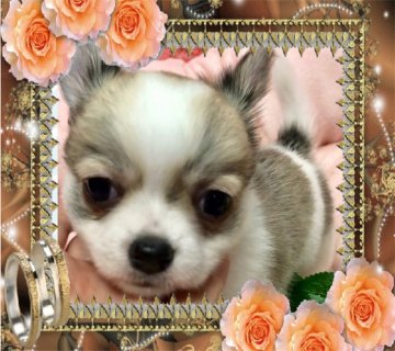 チワワ(ロング)【大阪府・男の子・2019年11月19日・パーティ】の写真「❤️明るく元気💕可愛いパーティカラー😊」