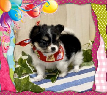 チワワ(ロング)【大阪府・女の子・2020年3月22日・ブラックタン&ホワイト】の写真「🌸  出張は今月限り、本当に性格も可愛いです❤️」