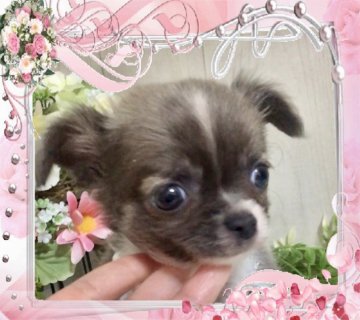 チワワ(ロング)【大阪府・男の子・2019年10月18日・ブルー&フォーン】の写真「❤️小ぶりタイプ！優しい子犬💕」