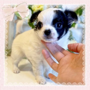 チワワ(ロング)【大阪府・女の子・2023年3月2日・ホワイト&ブラック】の写真「🌸可愛いチワワちゃん😊」