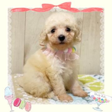 トイプードル(トイ)【大阪府・女の子・2022年6月6日・ホワイト】の写真「🌸可愛いプードルちゃん😊」