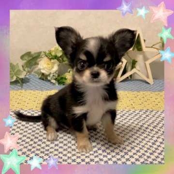 チワワ(ロング)【大阪府・男の子・2020年8月11日・ブラックタン】の写真「🌸  イケメン君❤️人懐っこく可愛いチワワちゃん💕」