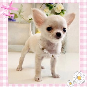 チワワ(ロング)【大阪府・女の子・2021年12月9日・クリーム】の写真「🌸  可愛いチワワちゃん💕」