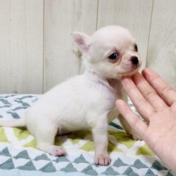 チワワ(ロング)【大阪府・女の子・2022年6月27日・クリーム】の写真「🌸可愛いチワワちゃん😊」