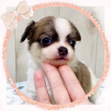 チワワ(ロング)【大阪府・女の子・2022年6月27日・パーティー】の写真「🌸可愛いチワワちゃん😊」