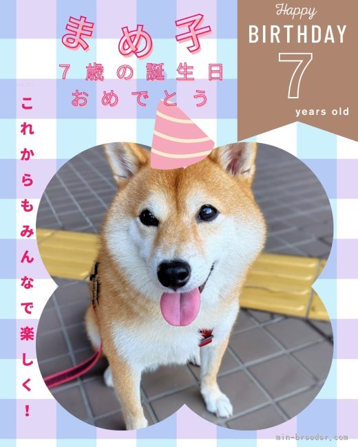 篠崎賢生王ブリーダーのブログ：まめ子ちゃんの、最近の写真頂きましたー🤭🌸