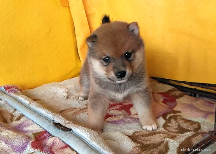 篠崎賢生王ブリーダーのブログ：豆ちゃんの息子ちゃん😁🌻