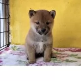 柴犬(標準サイズ)