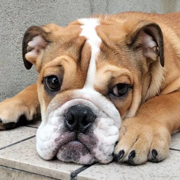 ID：2309-06345の子犬
