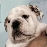 ブルドッグ【奈良県・女の子・2024年4月28日・レッド&ホワイト】の写真1「ムチムチバディーの女の子です。」