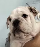 ブルドッグ【奈良県・女の子・2024年4月28日・レッド&ホワイト】の写真4