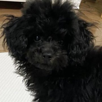 チワプー(チワワ×トイプードル)【埼玉県・男の子・2025年7月29日・ブラック】の写真「タイニーサイズ」