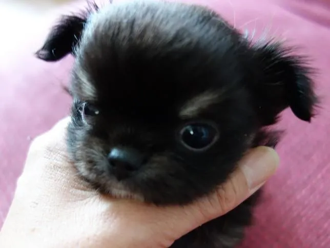 佐藤 様のお迎えした子犬