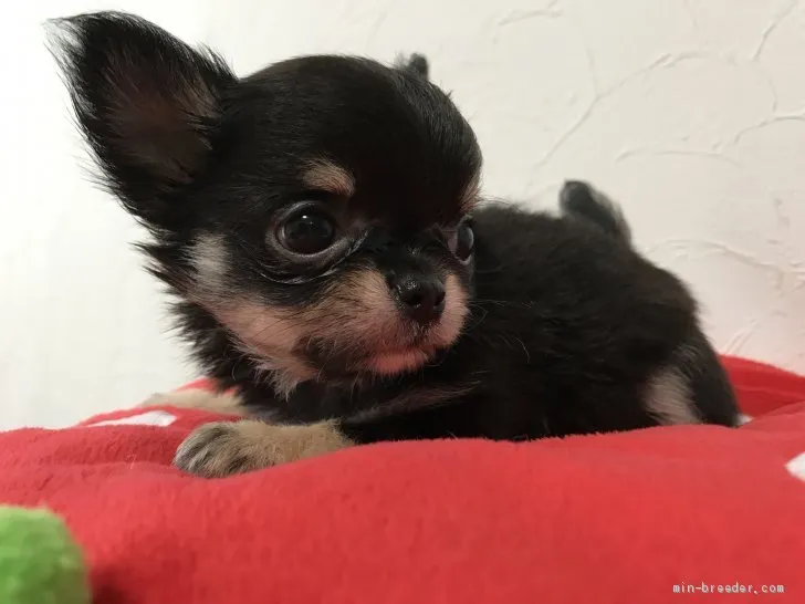 ID：1907-01492の子犬