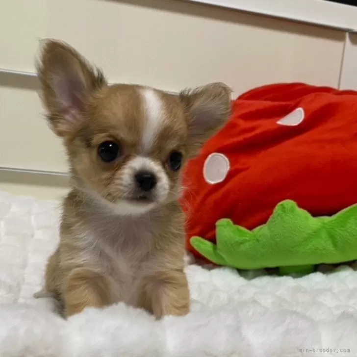 ID：2407-00528の子犬