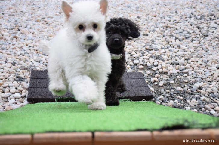 家庭でのびのび！自由に犬らしく 規律と愛情をもって育てています (*´･ω･｀)｜米川　里美(よねかわ　さとみ)ブリーダー(愛知県・トイプードルなど・JKC登録)の紹介写真3