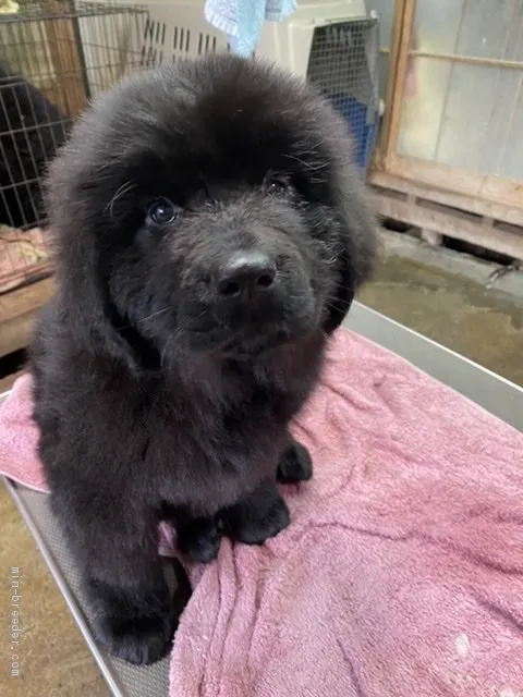 ID：2002-00834の子犬