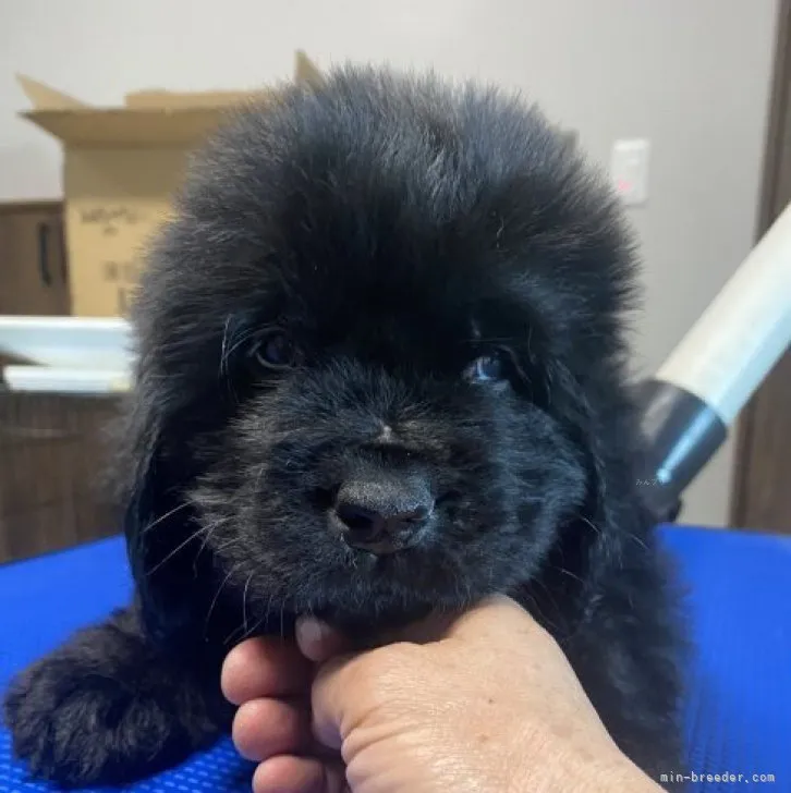 ID：2311-01556の子犬