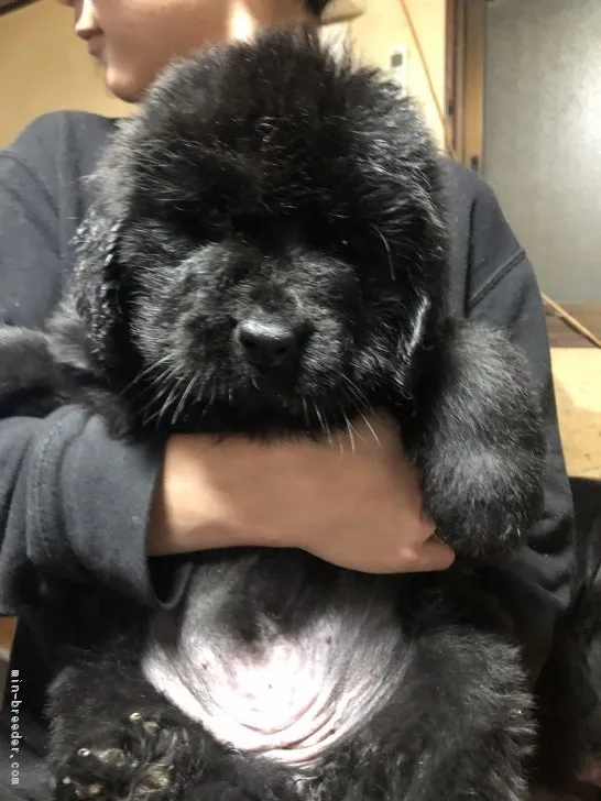 ID：1902-01352の子犬